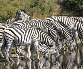 Wildlife Sighting safari to Botswana